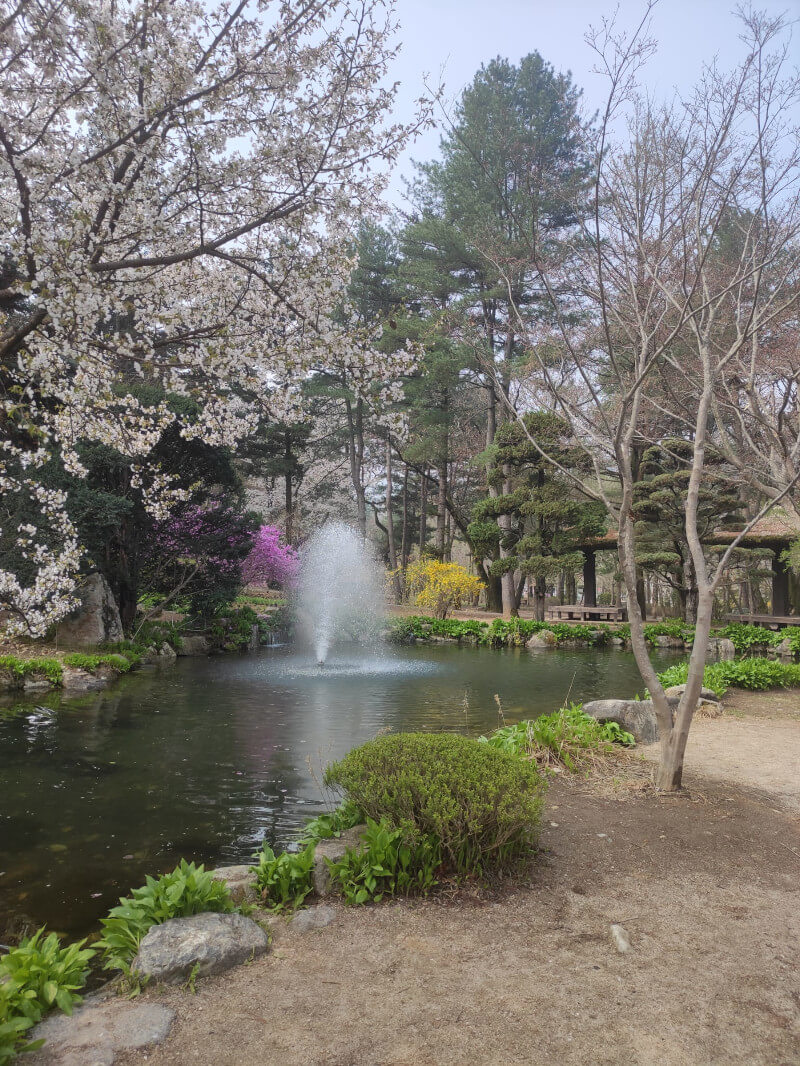 남이섬 풍경 사진 벚꽃&#44; 연못&#44; 나무