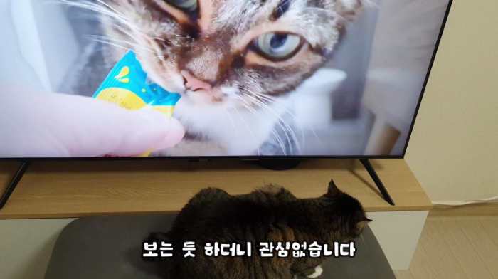 고양이