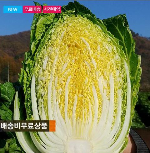 절임배추 20kg 몇 포기