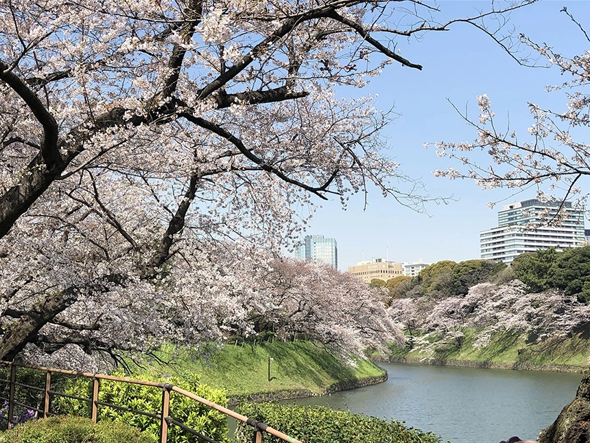 일본 벚꽃 명소 치도리가후치