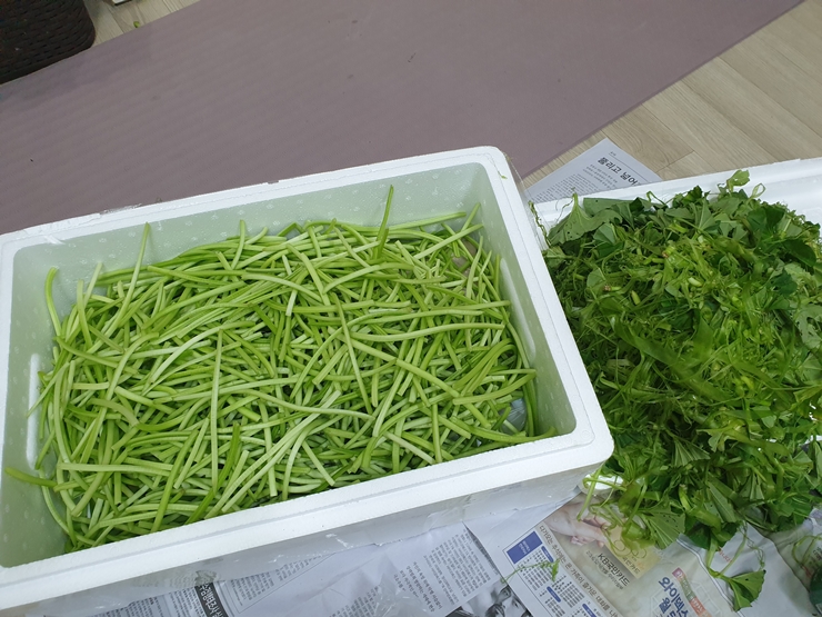 고구마줄기(고구마순) 껍질 손질, 삶는시간, 보관방법 - 파인리뷰 고구마줄기(고구마순) 껍질 손질, 삶는시간, 보관방법 - 파인리뷰