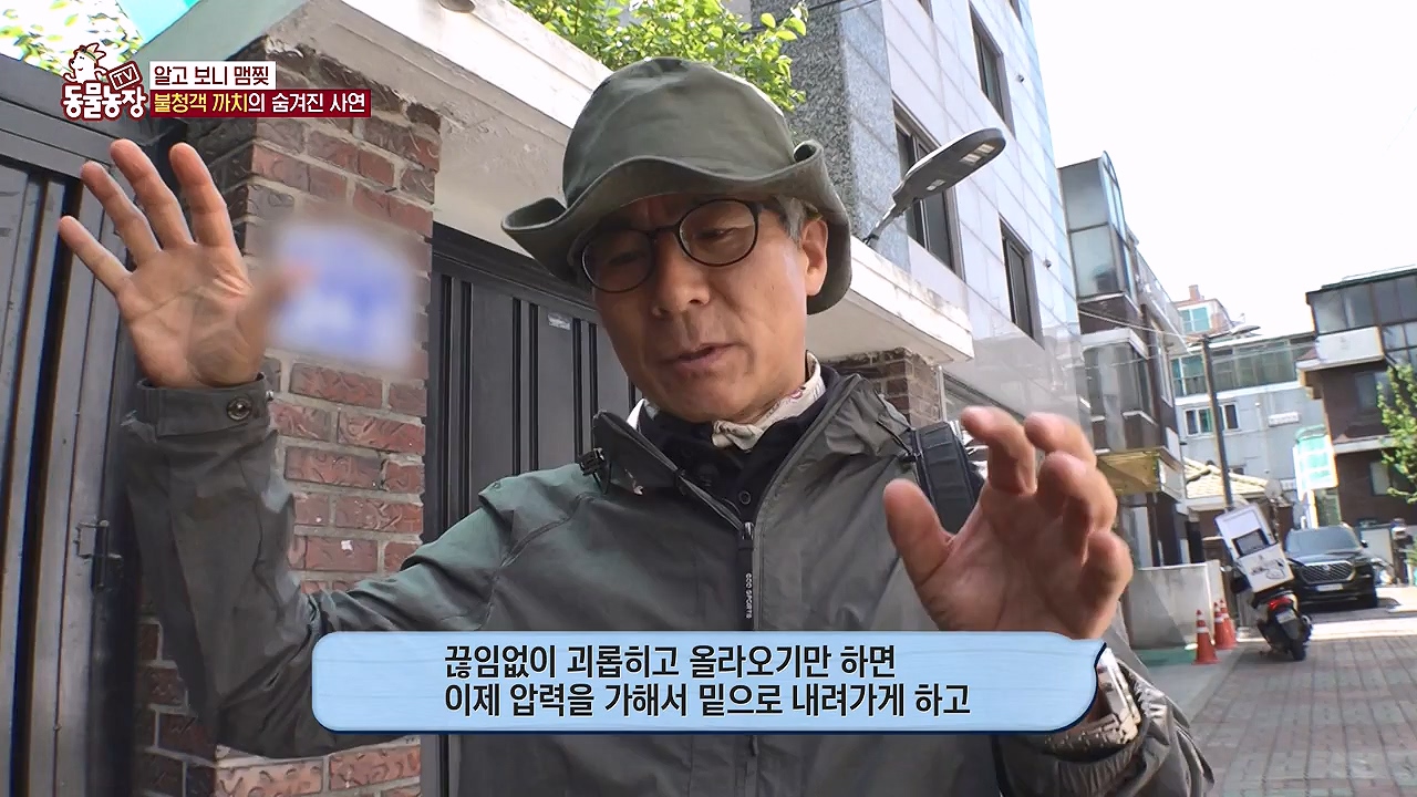 TV 동물농장.E1177.240624p-NEXT.mp4_20240623_163749.989.jpg