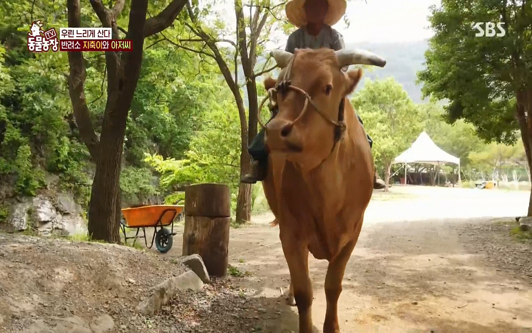 TV 동물농장.E1074.220619p.H264-F1RST.mp4_20220619_181301.884.jpg