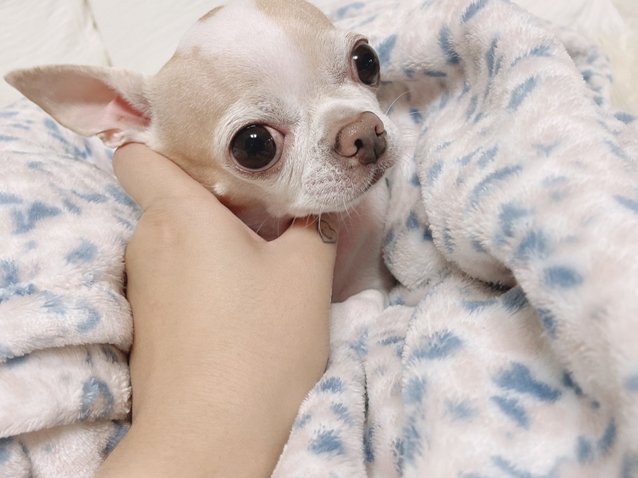 단모 성격 털빠짐 주의점 10