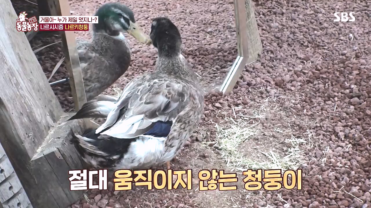 TV 동물농장.E1153.240108p-NEXT.mp4_20240107_173830.627.jpg