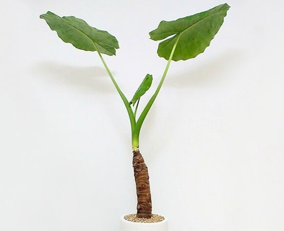 알로카사디아 식물