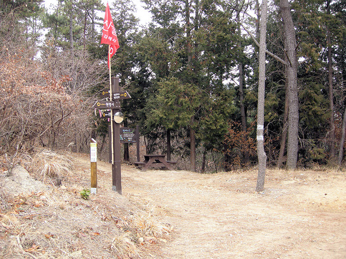 김해 백두산 육형제 소나무 2