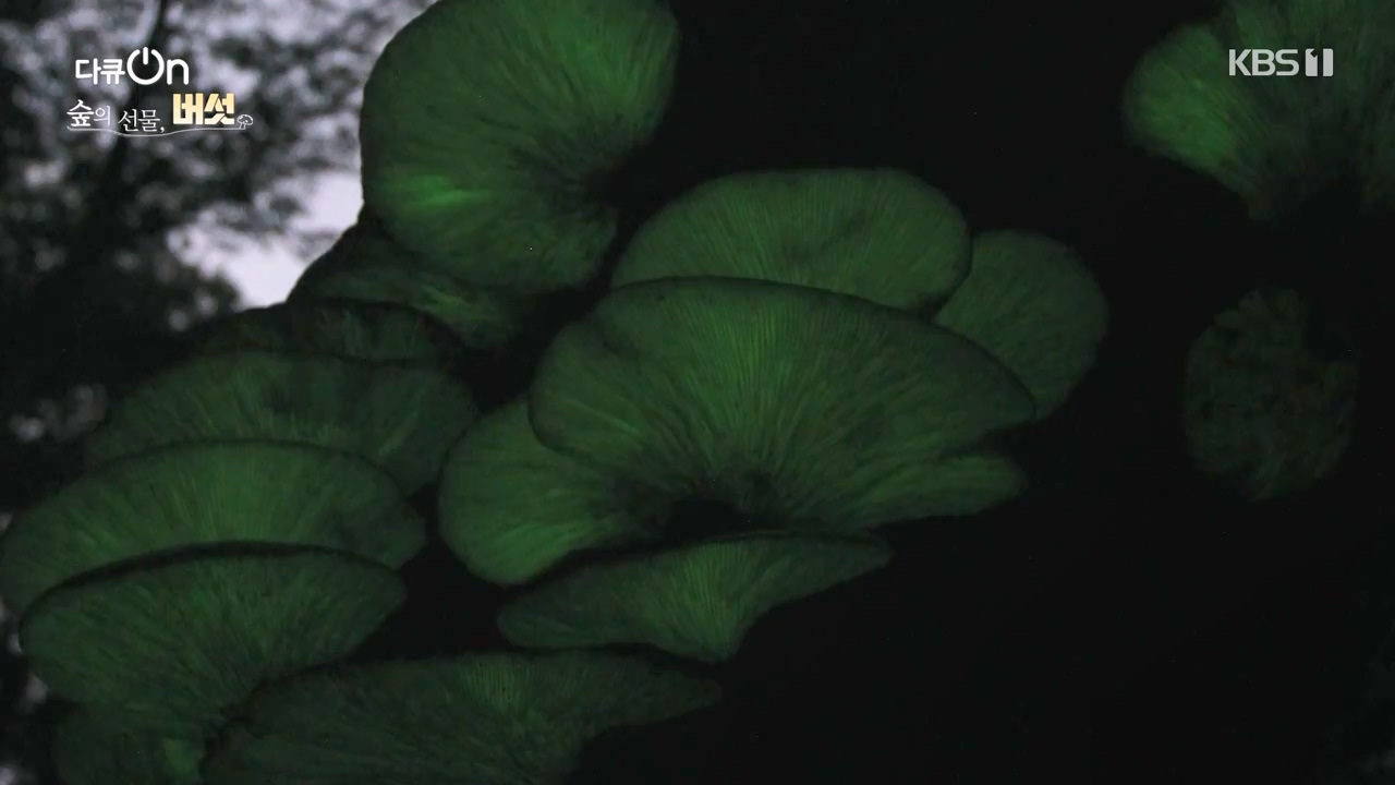 다큐 온.E227.231120p-NEXT.mp4_20231121_202103.886.jpg