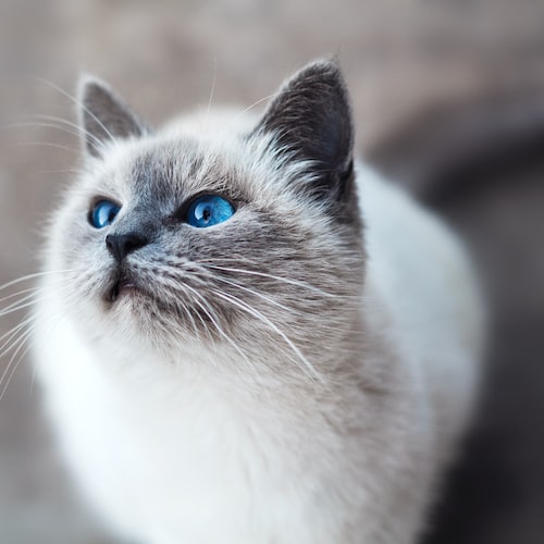 'Tips for Keeping Your Pet Fish Healthy and Happy'
