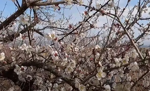3월 4월 봄꽃 여행지 추천 - 해남 보해매실농원