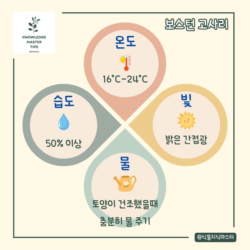 보스턴 고사리 기본 관리 방법