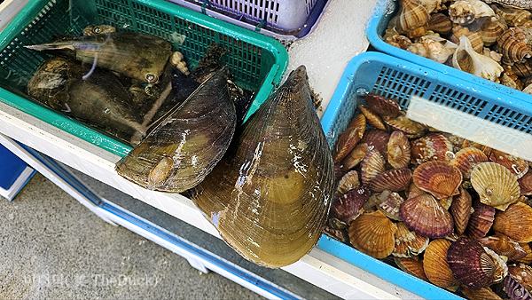 거제도 장목수산센터 다이버수산 키조개와 가리비