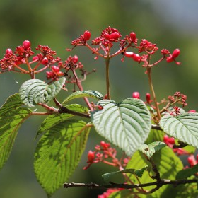 털설구화 (Viburnum plicatum f. tomentosum): 라나스 덜꿩나무 