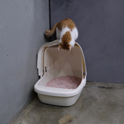 고양이화장실추천
