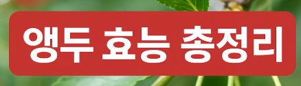 앵두 효능 총정리, 피부부터 혈관까지 건강을 지키는 새콤달콤한 과일 (이미지 챗지피티)