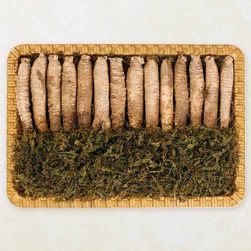 더덕의 효능 - 신장 건강 개선