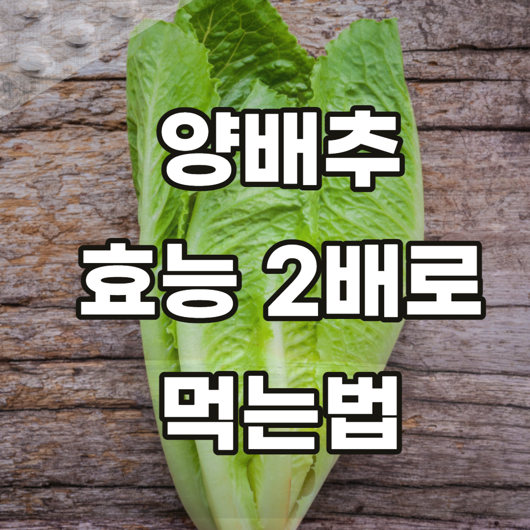 양상추-효능-보관방법-보관-손질-손질방법-가격-종류-상추