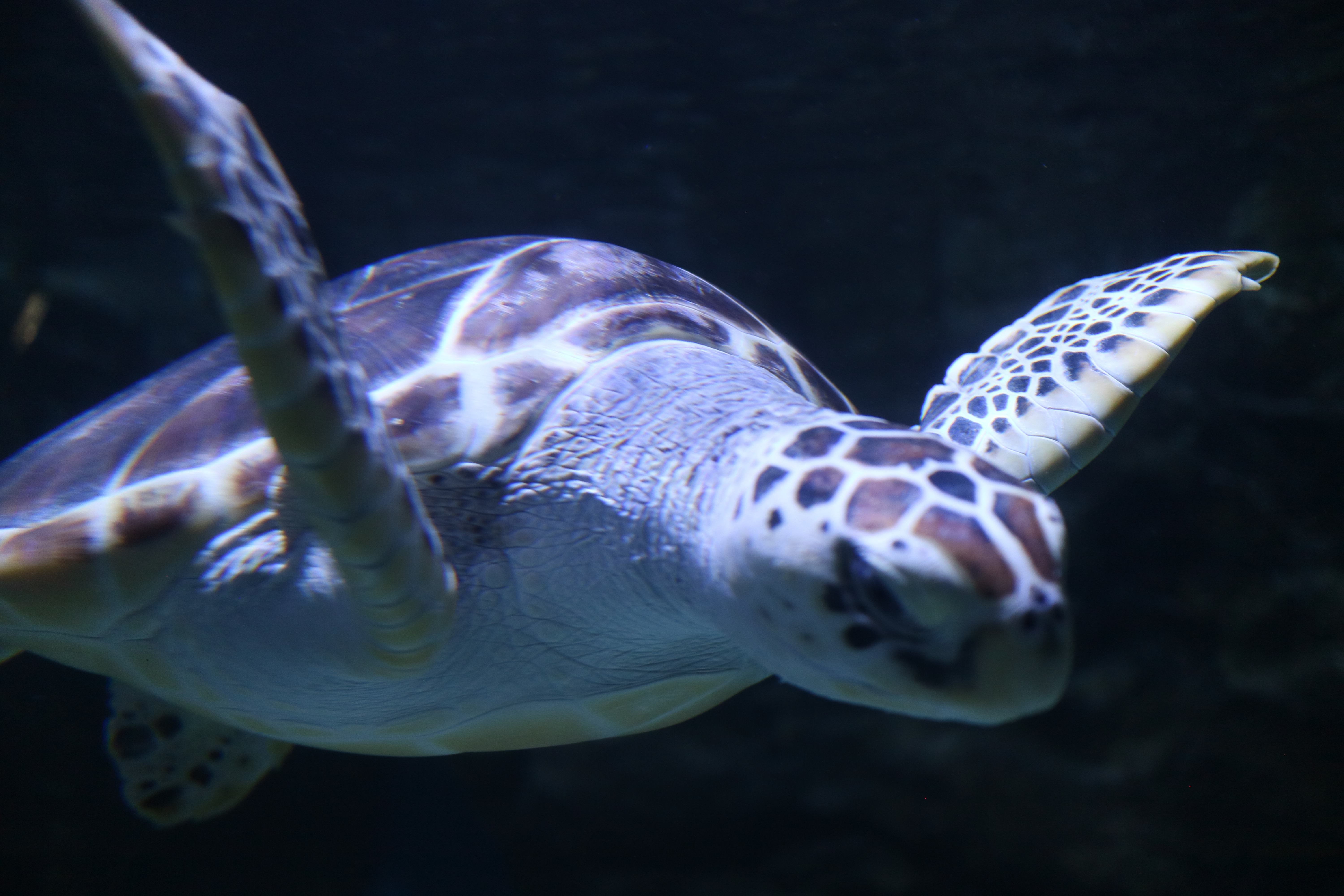  일산 아쿠아플라넷에 다녀왔어요!! 대형 수조 와우!!