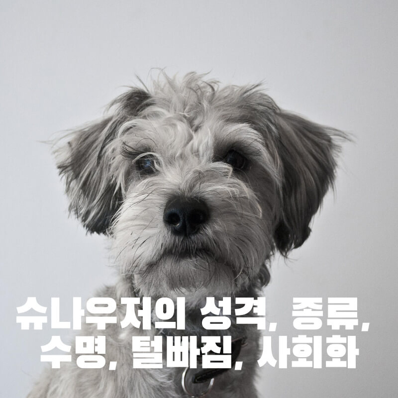 슈나우저의 성격&#44; 종류&#44; 수명&#44; 털빠짐&#44; 사회화