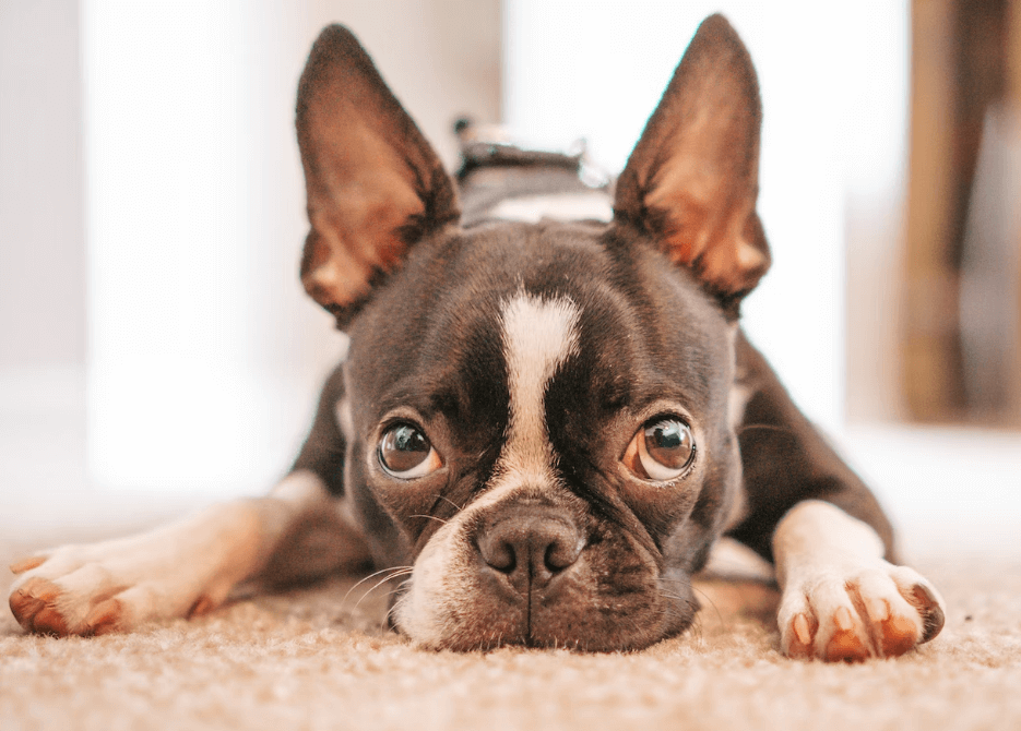 강아지 눈병 결막염 증상과 치료비용