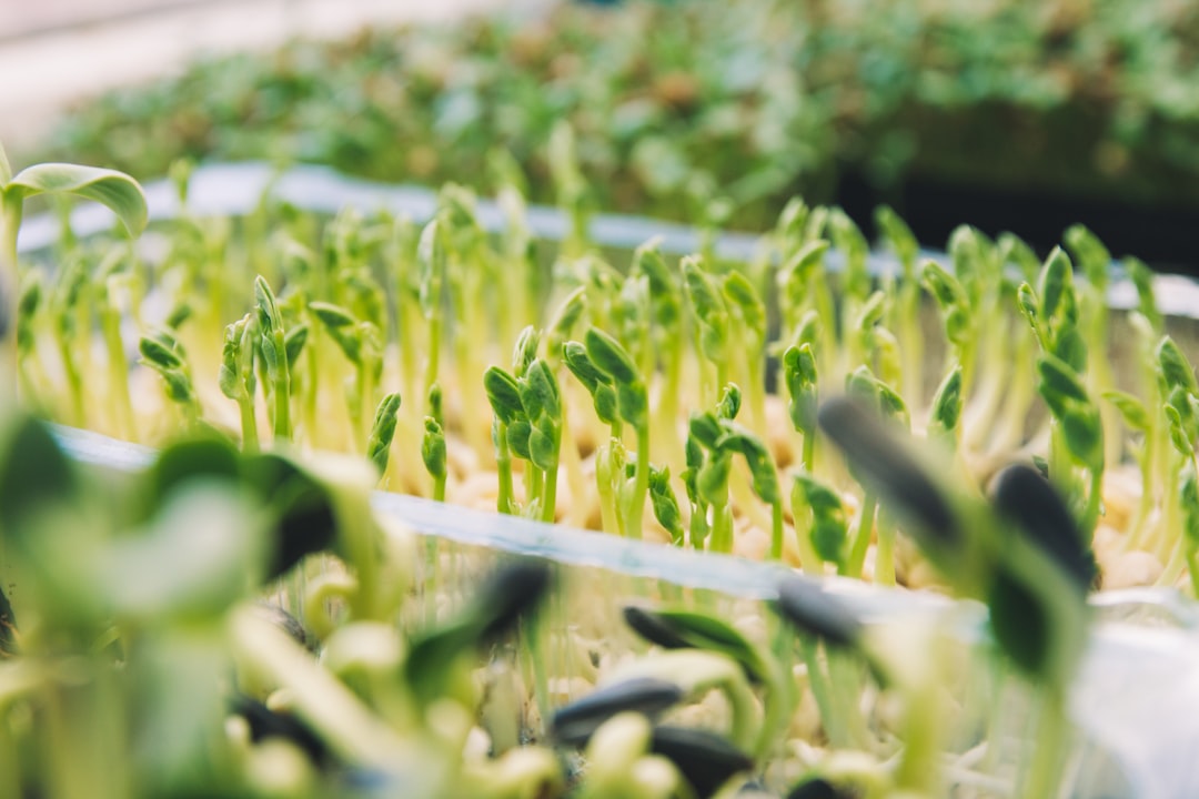 Sprouts