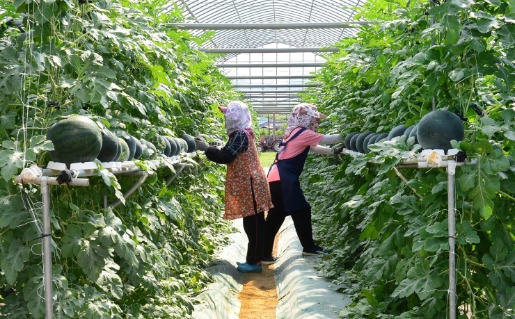  수박재배, 이젠 '이동식 수직재배장치'로 하자