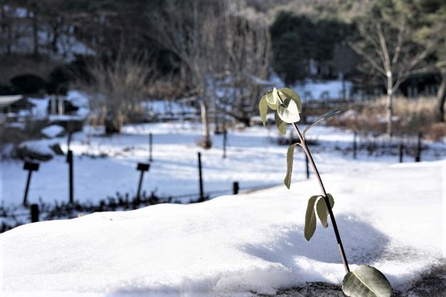 눈밭을 배경으로 한 사철나무 가지 1&#44; 햇빛 머금은 이파리&#44; 아웃포커싱&#44;