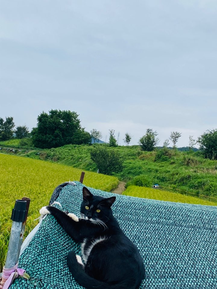 가을 들판 사진 가을 들판에서 6