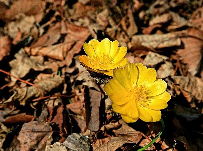 대구 팔공산