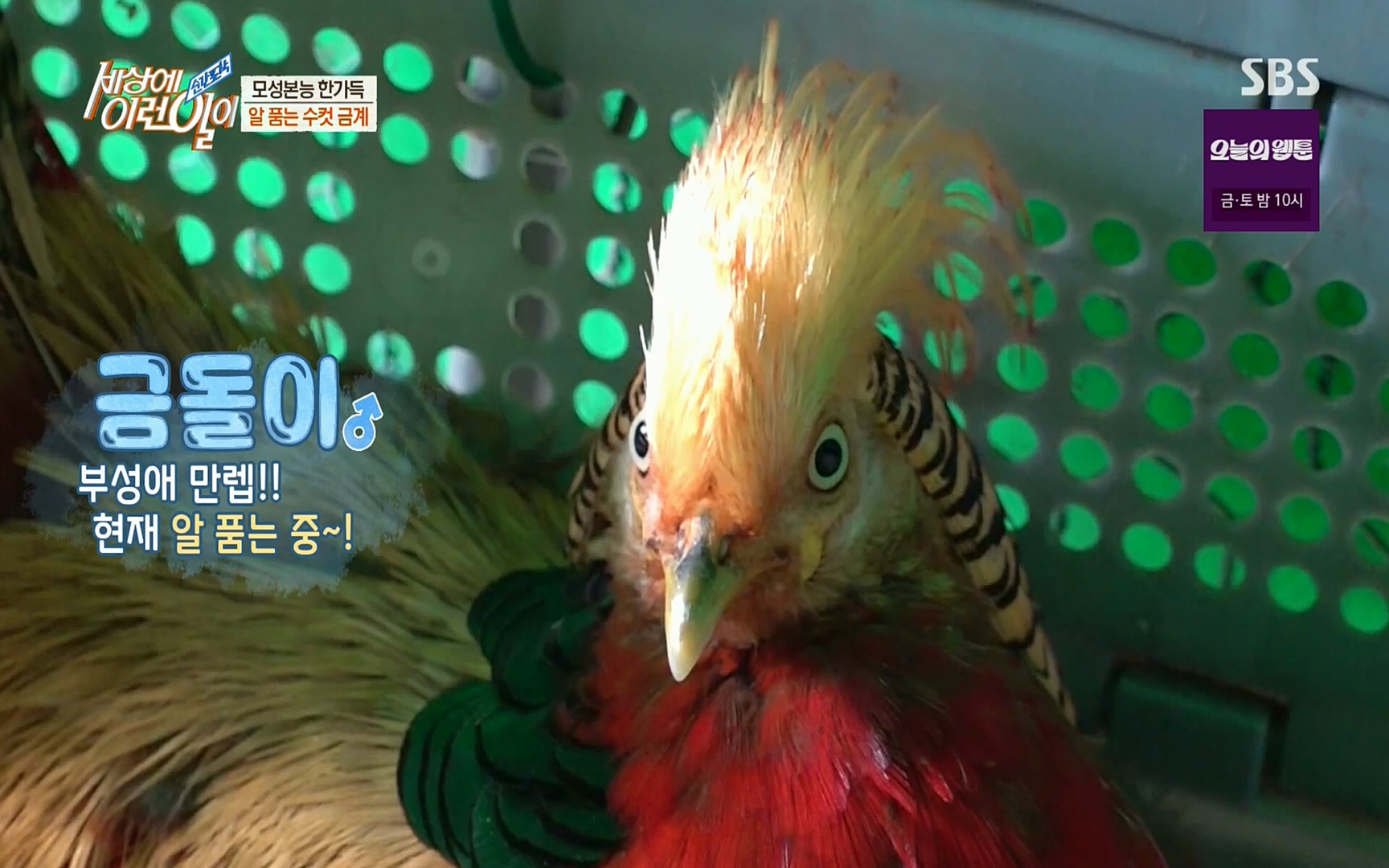 순간포착 세상에 이런일이.E1191.220802p.H264-F1RST.mp4_20220803_195908.831.jpg