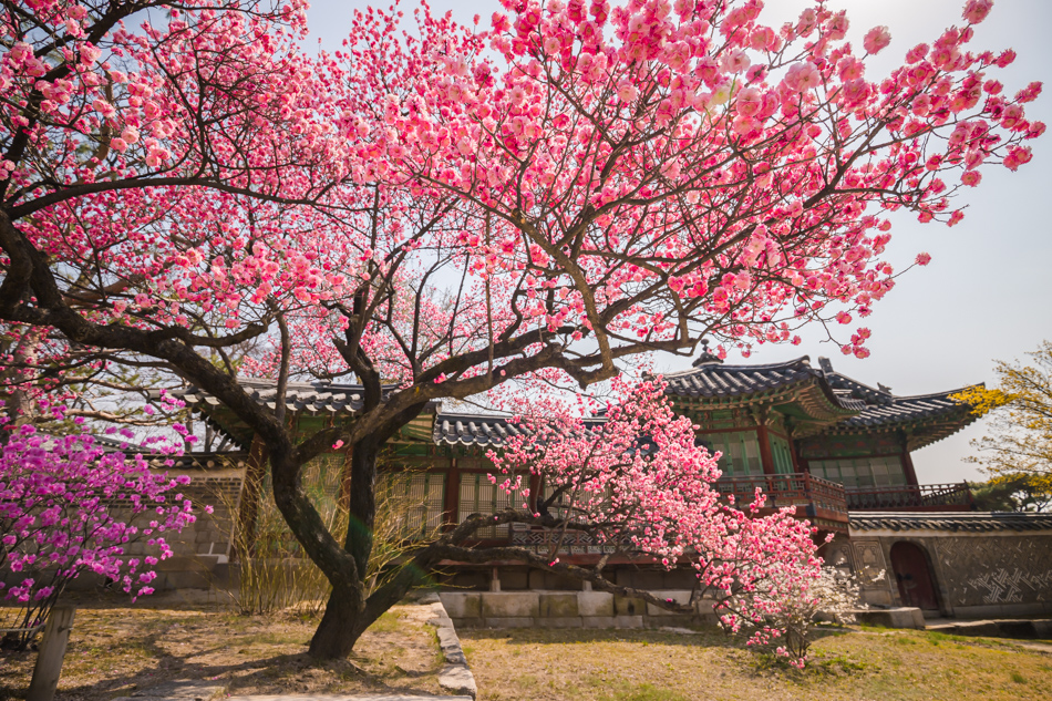  창덕궁 홍매화와 함께한 고궁 산책