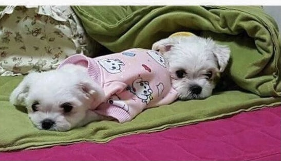  이유없이 나를 좋아해주는 유일한 생명체