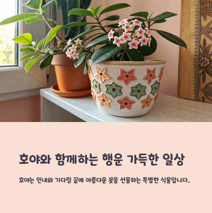 호야꽃