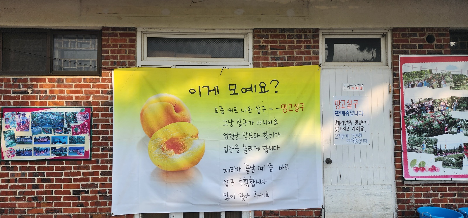  평택 체리 망고살구 따기 체험 별 농장