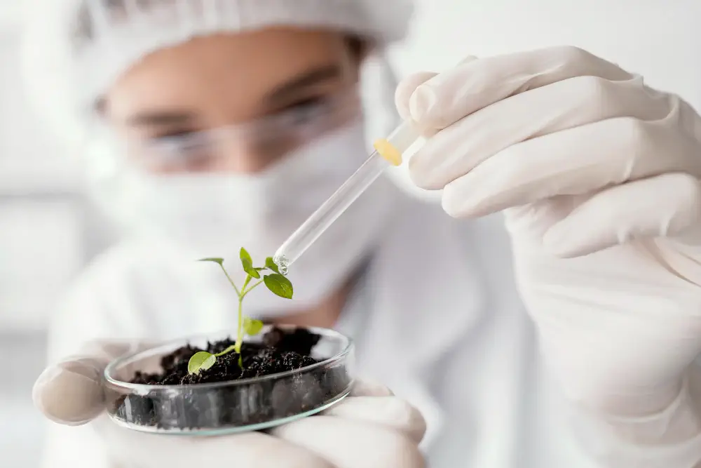 GMO 식품 안전성