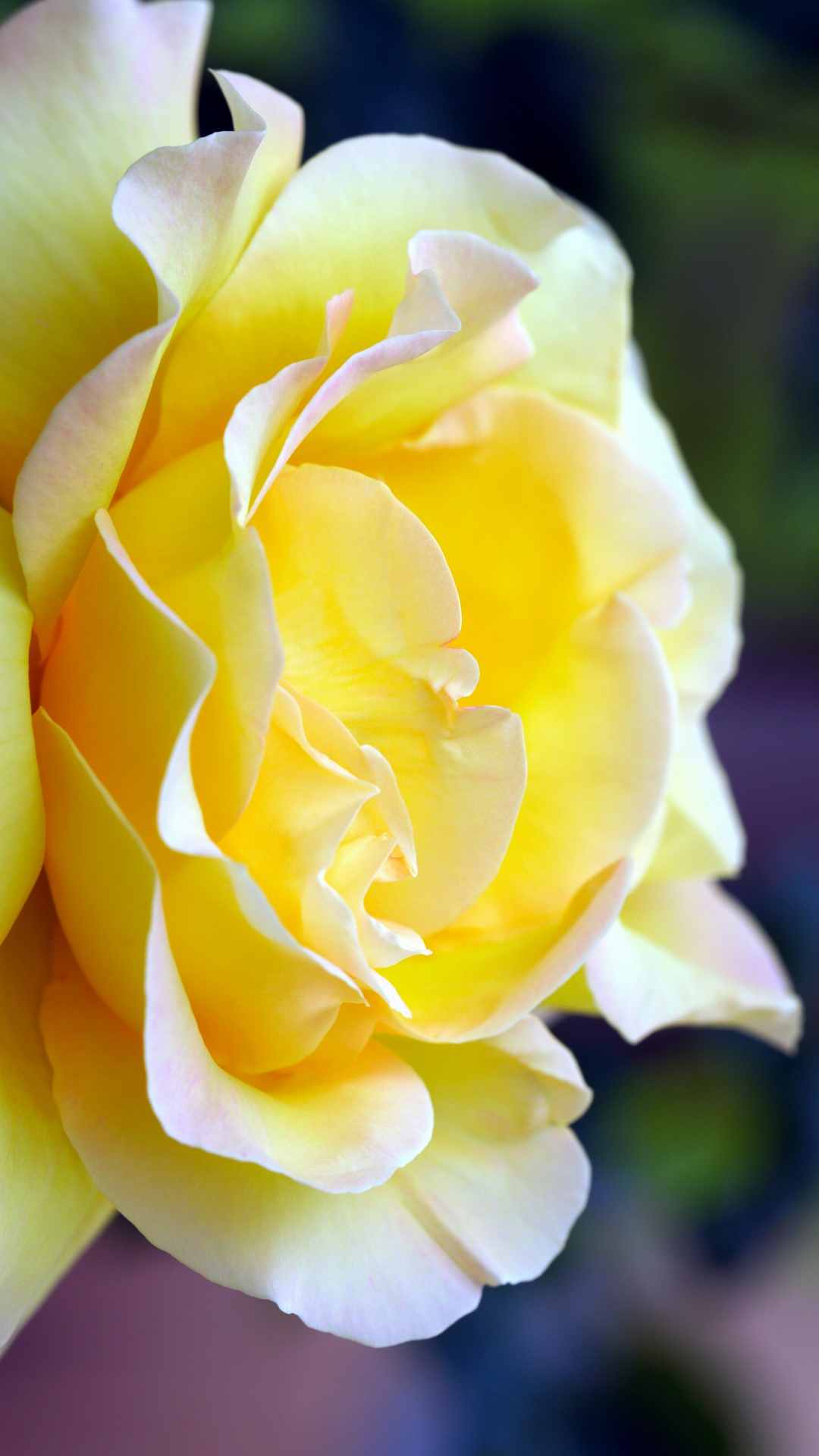 Rose Flower iPhone Wallpaper