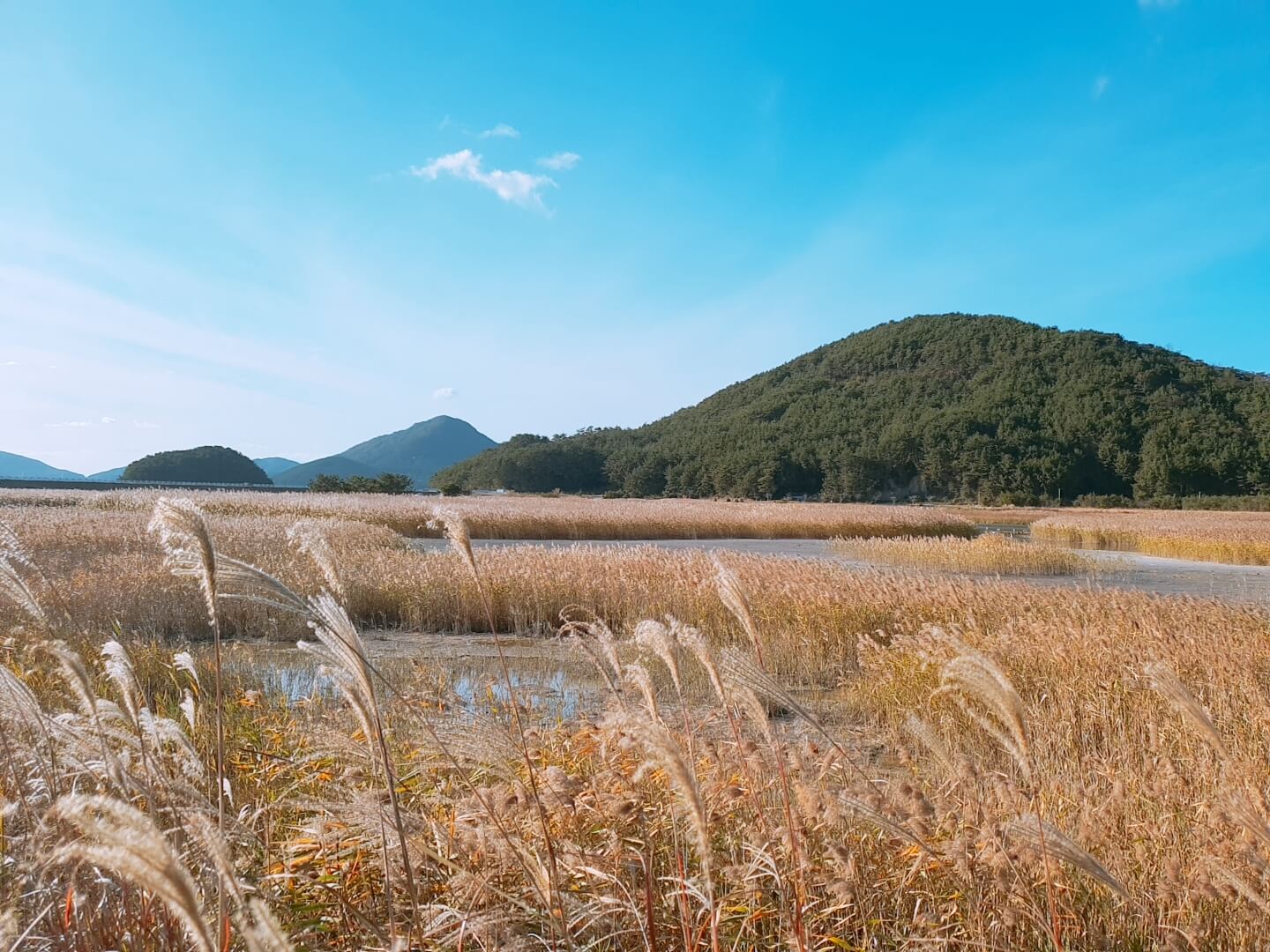 갈대밭-사진