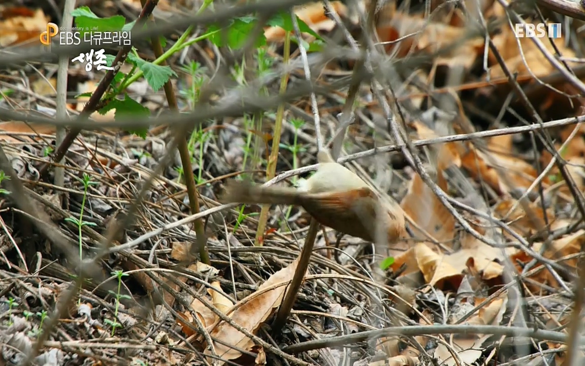 생존 3부_ EBS 다큐프라임_ 220629.avi_20220701_203403.551.jpg