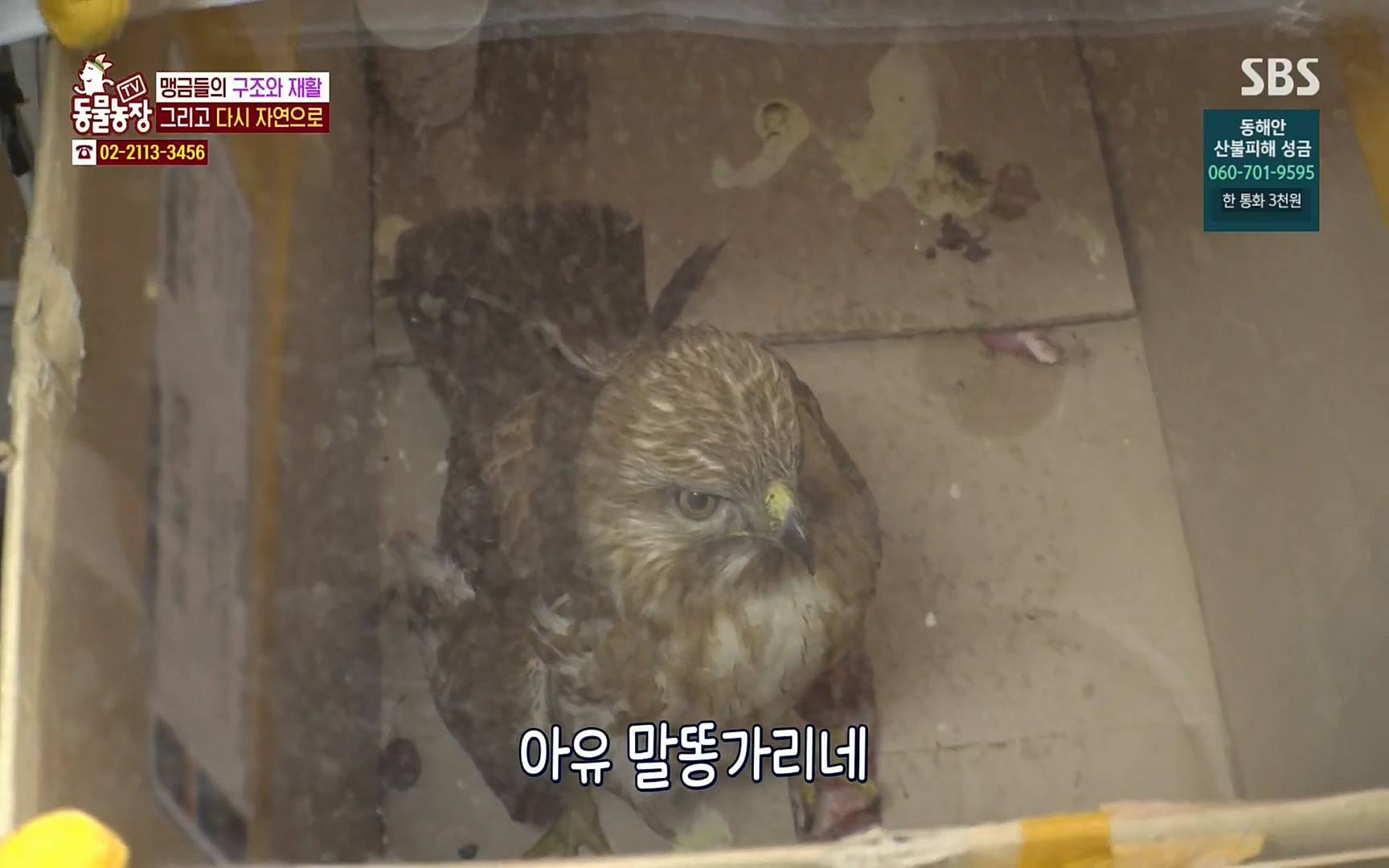 TV 동물농장.E1061.220320p.H264-F1RST.mp4_20220320_181819.567.jpg