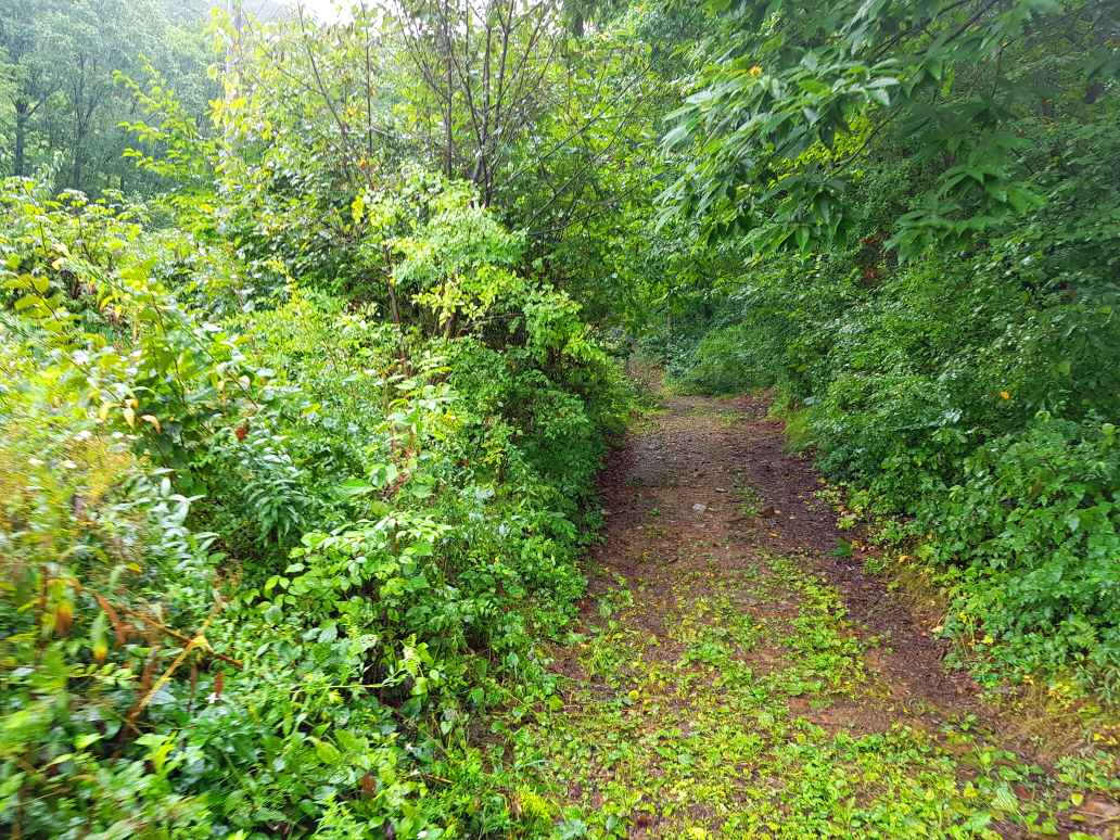 강원 영월 여행 태화산 등산 mountain hiking