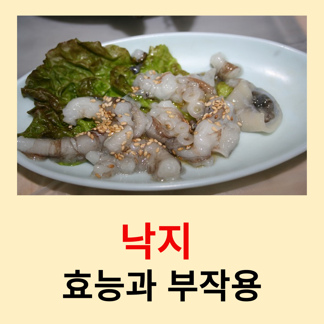 낙지-효능과-부작용