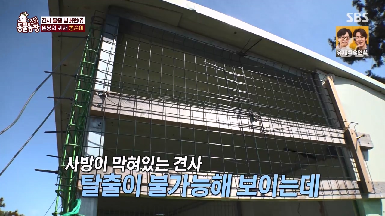 TV 동물농장.E1168.240422p-NEXT.mp4_20240421_170942.420.jpg