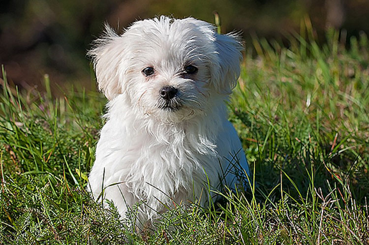 말티즈(Maltese)