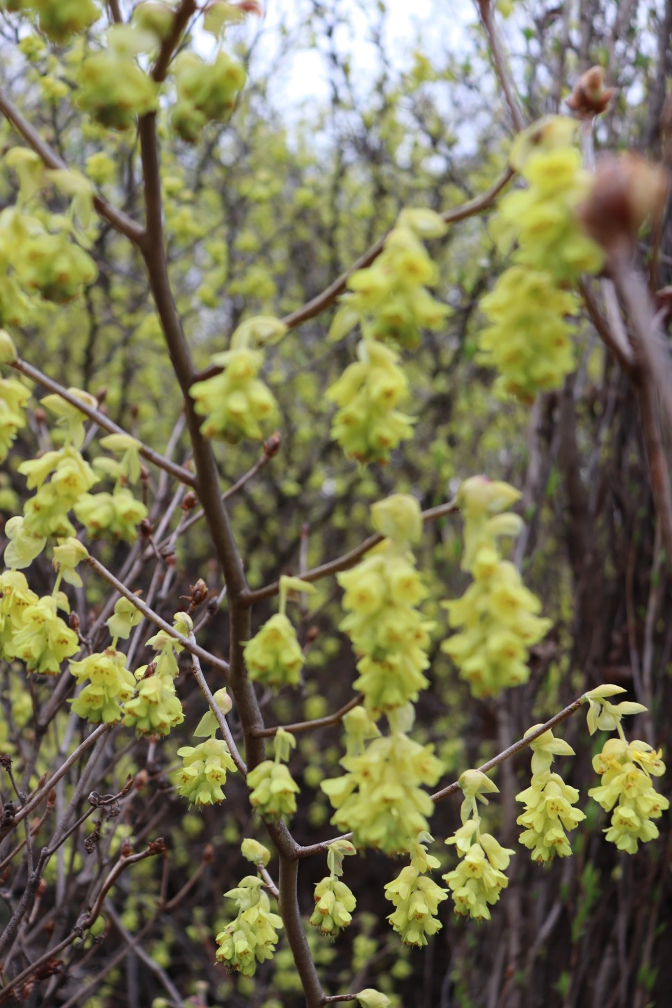 홍릉시험림(홍릉수목원) #페이지 토.일요일서울가볼만한곳 19