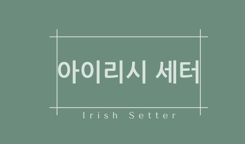 아이리시 세터(Irish Setter)