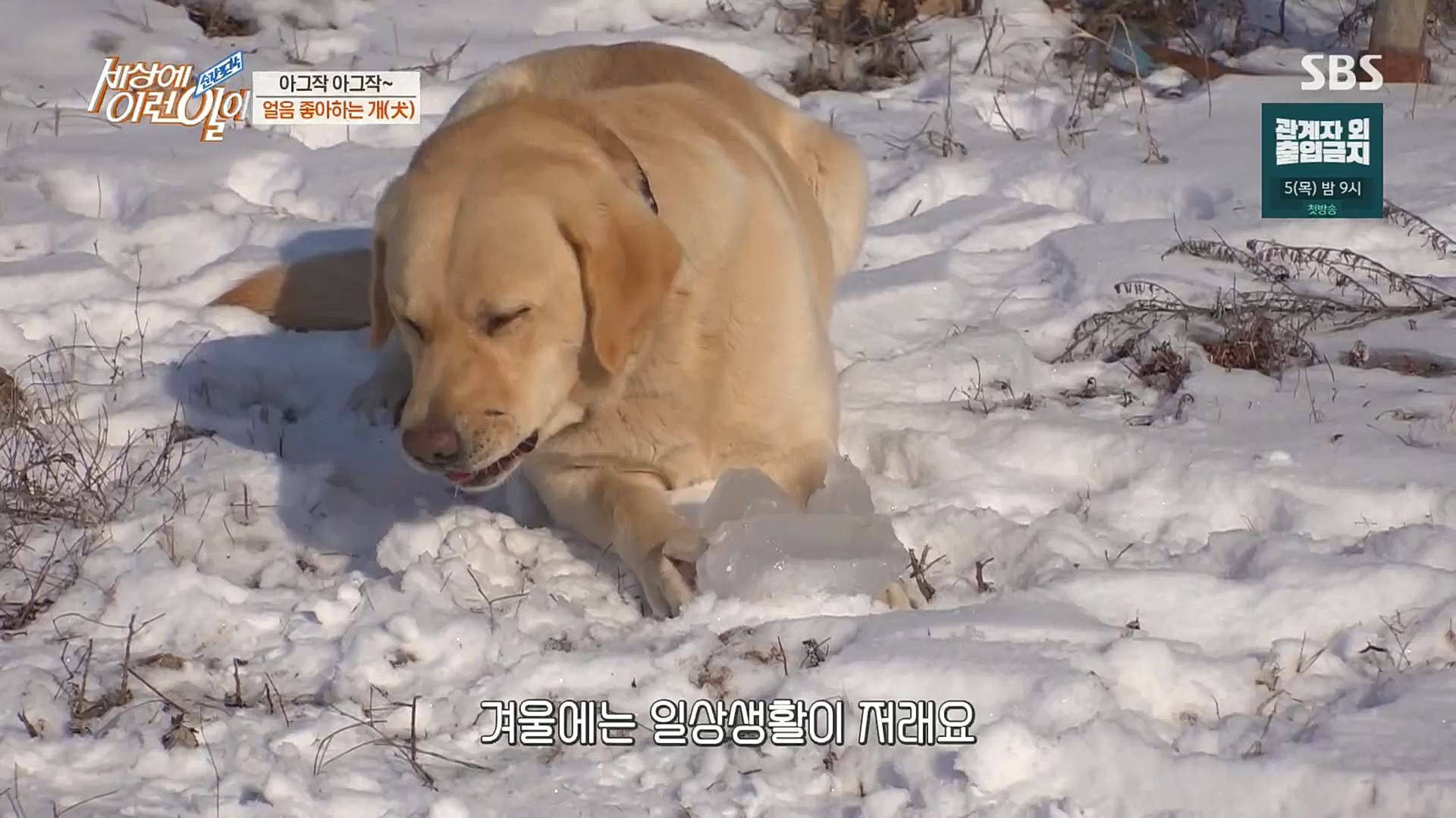 순간포착 세상에 이런일이.E1212.230103p.H264-F1RST.mp4_20230105_192334.035.jpg