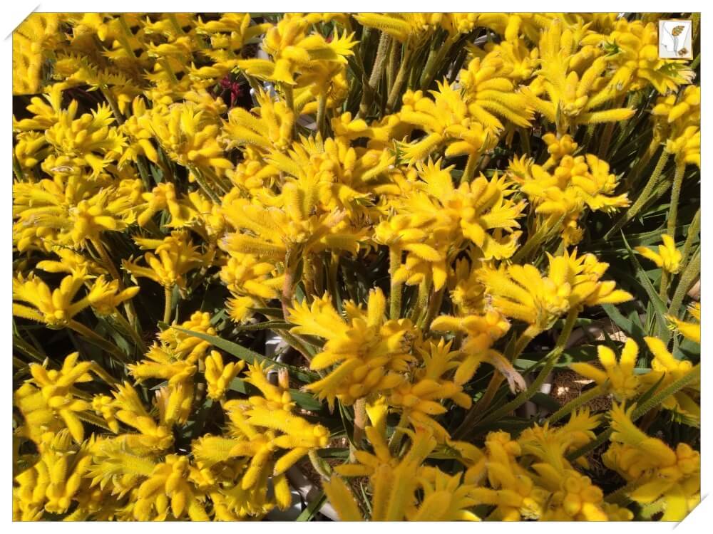 황금색-봄꽃-캘리포니아-화원