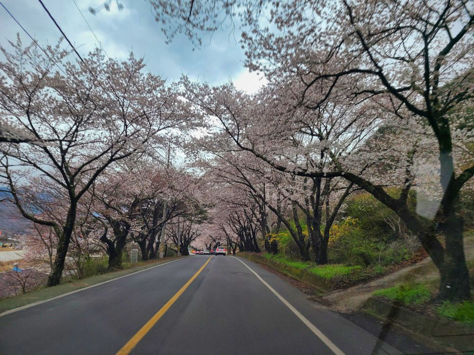 하동십리벚꽃길 벚꽃이 점점 만발하고 있습니다 13