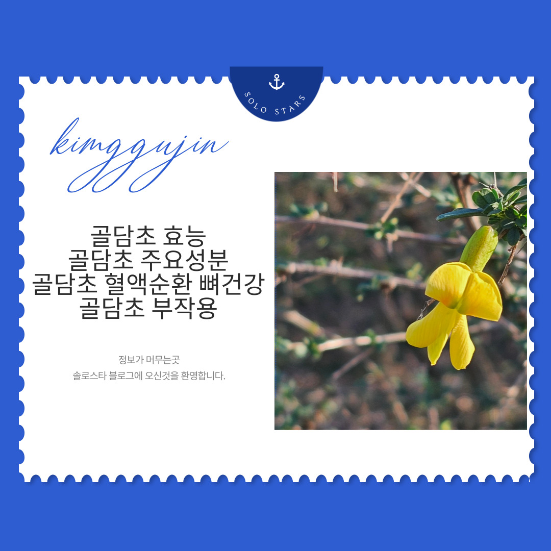 골담초 사진