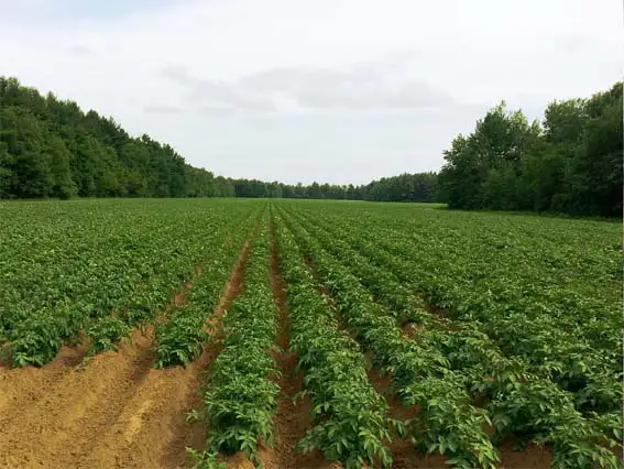 감자밭-감자농장